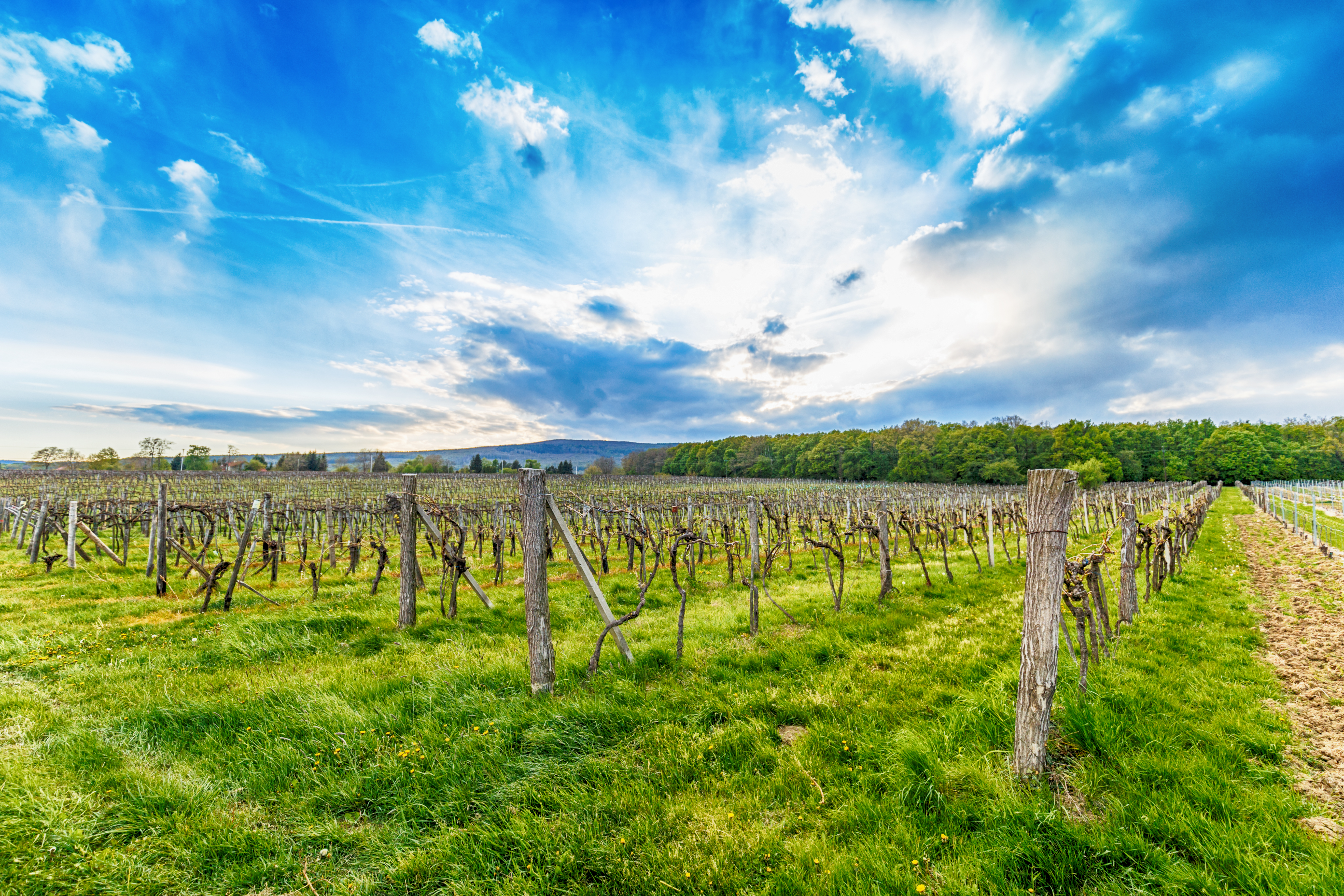 Wine Tour